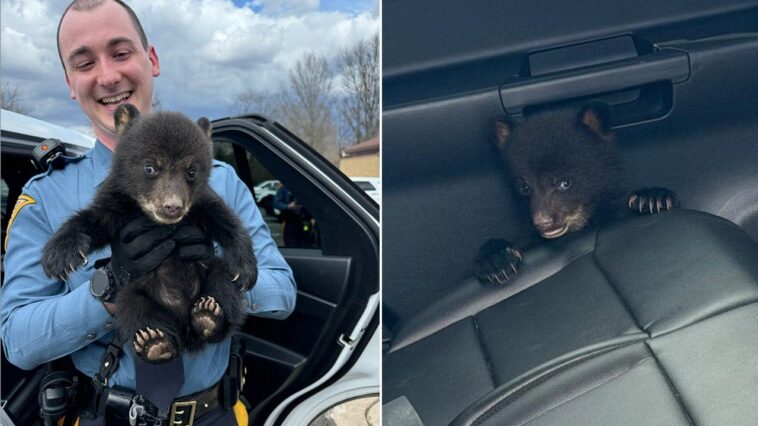 abandoned-bear-cub,-‘under-arrest-for-cuteness,’-grabbed-by-state-troopers-from-interstate-highway