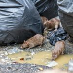 the-nation’s-capital-deploys-an-unlikely-weapon-in-its-failing-war-on-rats