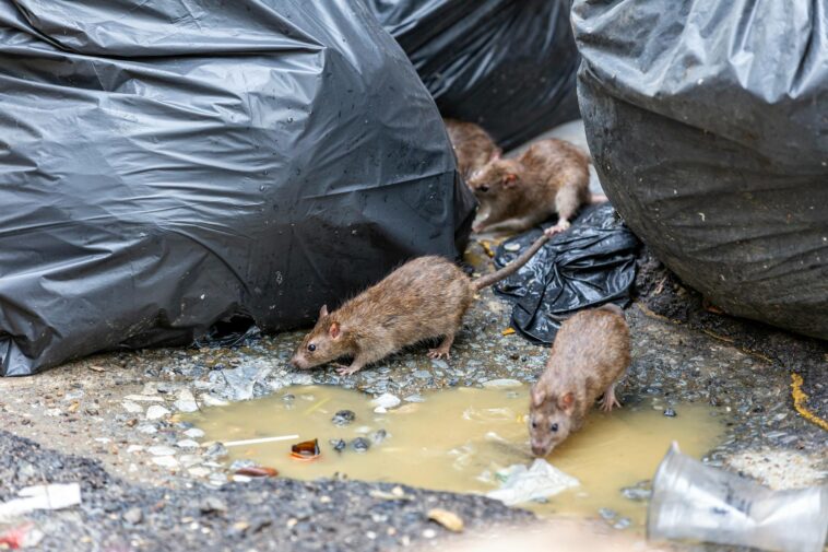 the-nation’s-capital-deploys-an-unlikely-weapon-in-its-failing-war-on-rats