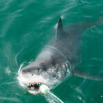 watch:-young-man-strips-down-to-his-undies,-saves-juvenile-great-white-shark-in-the-california-surf