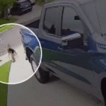 california-4-year-old-boy-survives-attack-by-coyote-that-bit-and-tried-to-drag-him-away