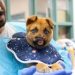 pasadena-humane-raises-staggering-amount-for-puppy-with-no-nose:-‘long-healing-journey-ahead’