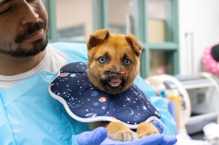 pasadena-humane-raises-staggering-amount-for-puppy-with-no-nose:-‘long-healing-journey-ahead’