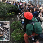 american-woodcock-sighting-in-nyc-makes-bird-fans-‘meep’-with-joy