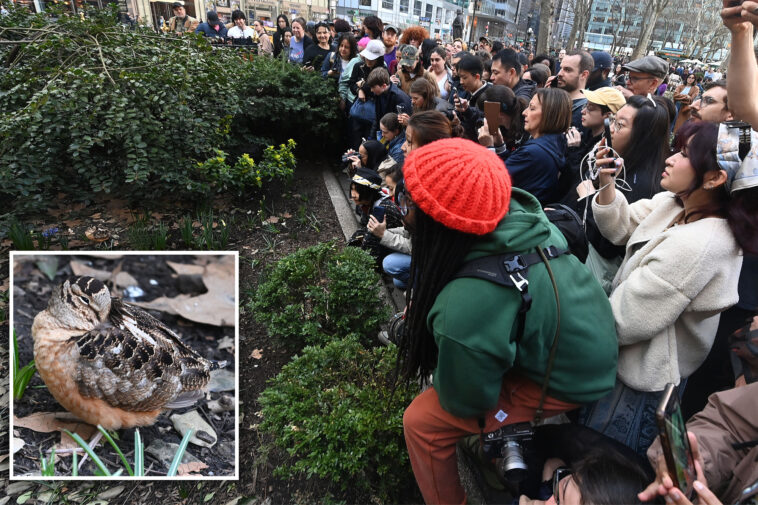 american-woodcock-sighting-in-nyc-makes-bird-fans-‘meep’-with-joy