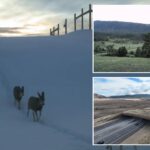 largest-wildlife-overpass-in-north-america-saving-lives-of-people-and-animals