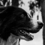 watch:-new-zealand-pilot-reunites-injured-hiker-with-beloved-dog-lost-in-waterfall-accident