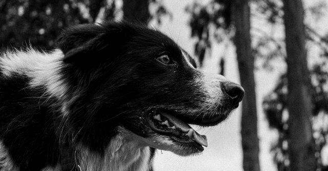 watch:-new-zealand-pilot-reunites-injured-hiker-with-beloved-dog-lost-in-waterfall-accident