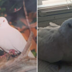 oldest-dove-who-is-lives-as-a-pet-in-the-us-has-doubled-its-life-expectancy