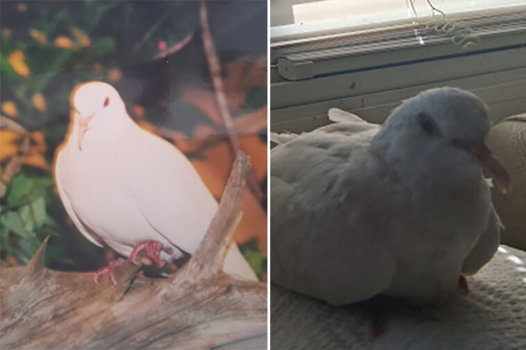 oldest-dove-who-is-lives-as-a-pet-in-the-us-has-doubled-its-life-expectancy