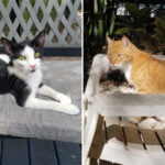 florida-couple-turn-home-into-purr-fect-retirement-shelter-for-senior-cats-to-live-out-their-golden-years