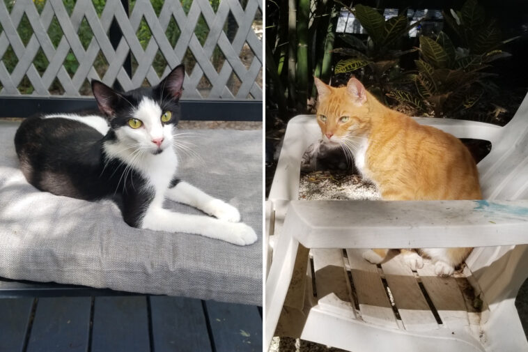 florida-couple-turn-home-into-purr-fect-retirement-shelter-for-senior-cats-to-live-out-their-golden-years