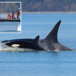 ‘crowd-favorite’-orcas-stun-whale-watchers-with-first-time-visit-to-seattle