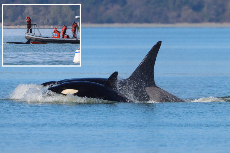 ‘crowd-favorite’-orcas-stun-whale-watchers-with-first-time-visit-to-seattle