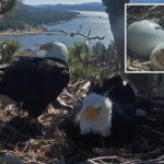 beloved-big-bear-bald-eagle-couple’s-egg-is-hatching-as-eager-viewers-cheer