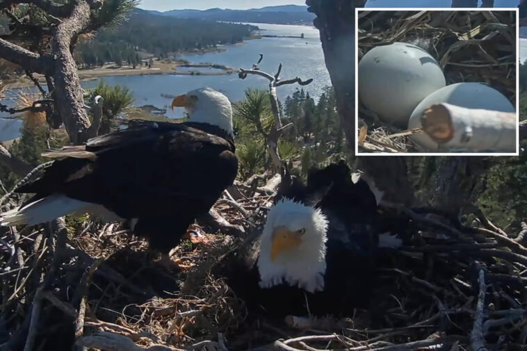 beloved-big-bear-bald-eagle-couple’s-egg-is-hatching-as-eager-viewers-cheer