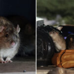 dc-giving-birth-control-to-rats-in-an-effort-to-curb-its-rodent-population