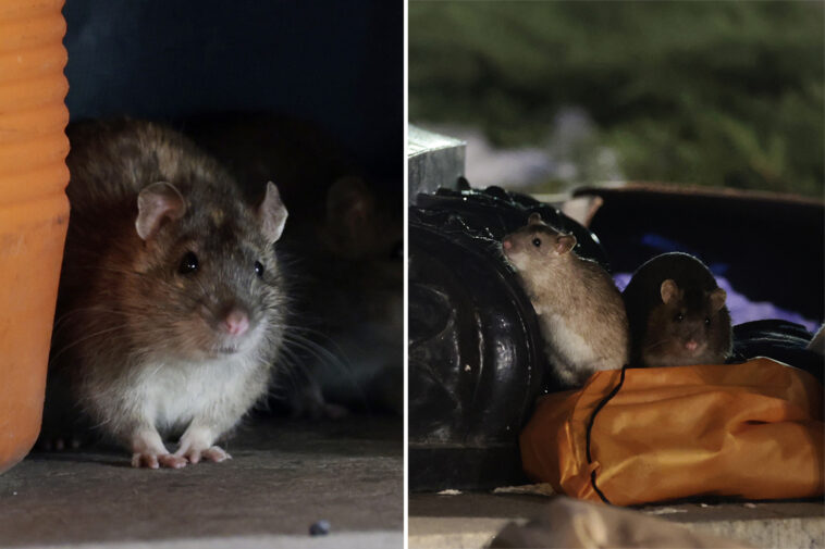 dc-giving-birth-control-to-rats-in-an-effort-to-curb-its-rodent-population