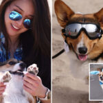 corgi-chaos-as-hundreds-of-pointy-eared-pups-descend-on-socal-beach