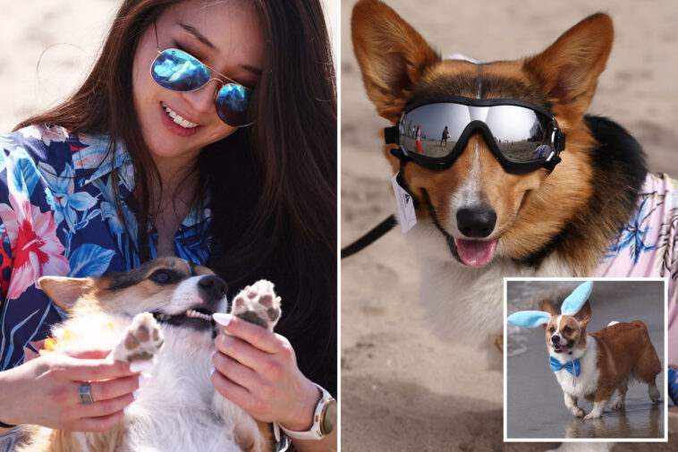 corgi-chaos-as-hundreds-of-pointy-eared-pups-descend-on-socal-beach