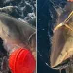 largest-male-white-shark-contender’s-latest-ping-offers-fresh-insight-into-shark-behavior