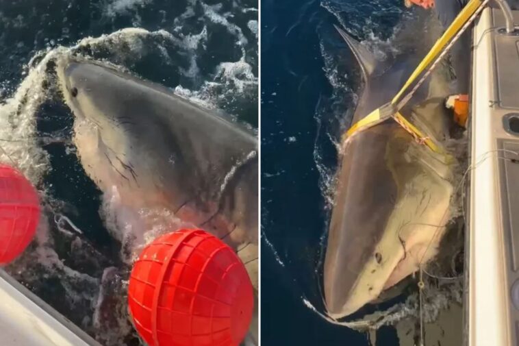 largest-male-white-shark-contender’s-latest-ping-offers-fresh-insight-into-shark-behavior