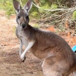 kangaroo-escapes-petting-zoo-in-feat-of-derring-do,-leads-zookeeper-on-3-day-chase-as-heat-seeking-drone-helps-solve-the-case
