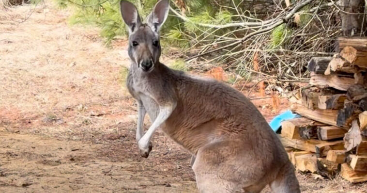 kangaroo-escapes-petting-zoo-in-feat-of-derring-do,-leads-zookeeper-on-3-day-chase-as-heat-seeking-drone-helps-solve-the-case
