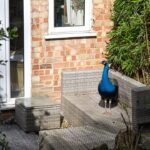 hungry-peacock-taps-on-windows-for-food,-helps-himself-to-fruit-and-peanuts-in-neighborhood-homes