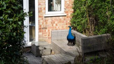 hungry-peacock-taps-on-windows-for-food,-helps-himself-to-fruit-and-peanuts-in-neighborhood-homes