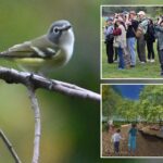 nyc-park-project-could-push-local-‘extinction’-of-birds:-critics