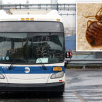 nys-bill-would-force-mta-to-tell-riders-about-bed-bug-infestations