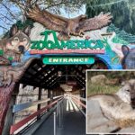 ‘unsupervised’-toddler-wounded-by-wolf-after-crawling-into-restricted-area-at-hersheypark’s-zoo-while-parents-were-on-phones