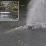gray-whale-that-swam-20-miles-up-a-washington-state-river-is-found-dead