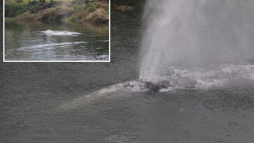gray-whale-that-swam-20-miles-up-a-washington-state-river-is-found-dead