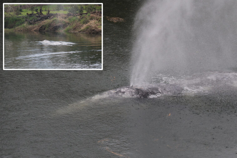 gray-whale-that-swam-20-miles-up-a-washington-state-river-is-found-dead