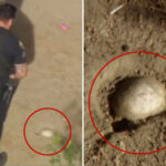 easter-egg-hunt-horror-as-kids-stumble-across-possible-small-human-skull