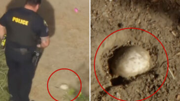 easter-egg-hunt-horror-as-kids-stumble-across-possible-small-human-skull