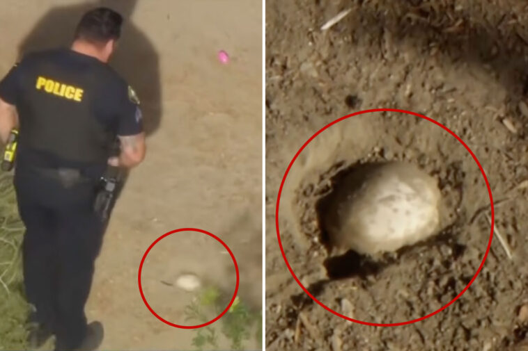 easter-egg-hunt-horror-as-kids-stumble-across-possible-small-human-skull
