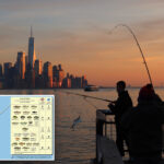 holy-carp!-state-says-hudson-river-fish-is-safe-to-eat-after-50-years-—-but-new-yorkers-aren’t-biting