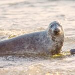 unexpected-predators:-in-the-uk,-killer-gray-seals-are-increasingly-killing-dolphins-(videos)