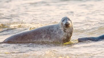 unexpected-predators:-in-the-uk,-killer-gray-seals-are-increasingly-killing-dolphins-(videos)