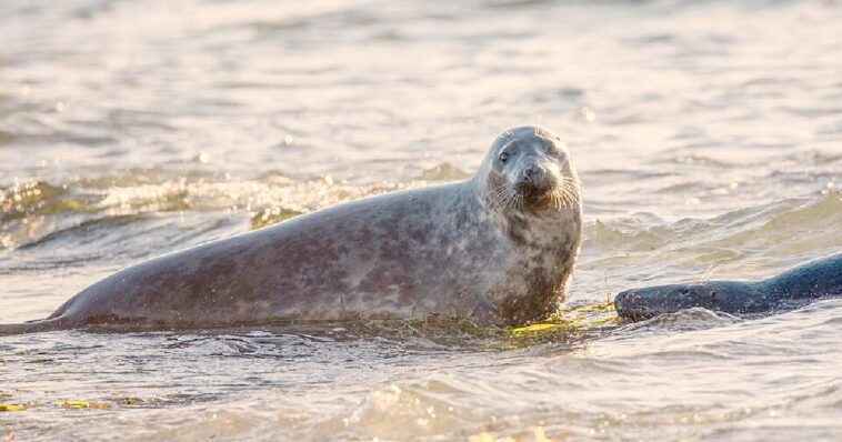 unexpected-predators:-in-the-uk,-killer-gray-seals-are-increasingly-killing-dolphins-(videos)