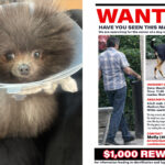 small-pup-mauled-in-horrific-attack-at-west-hollywood-dog-park,-owner-launches-safety-petition-as-search-for-attacker-continues