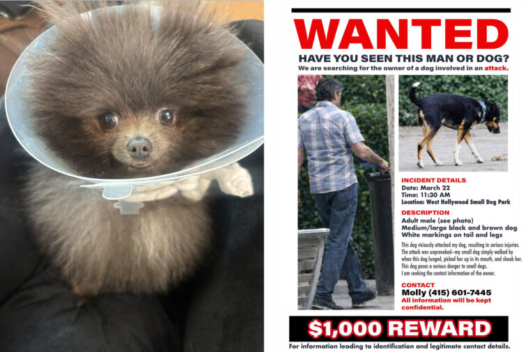small-pup-mauled-in-horrific-attack-at-west-hollywood-dog-park,-owner-launches-safety-petition-as-search-for-attacker-continues
