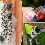 nyc-lanternfly-plague-set-to-rebound-after-dip-—-and-city-living-could-be-accelerating-spread