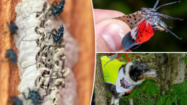 nyc-lanternfly-plague-set-to-rebound-after-dip-—-and-city-living-could-be-accelerating-spread