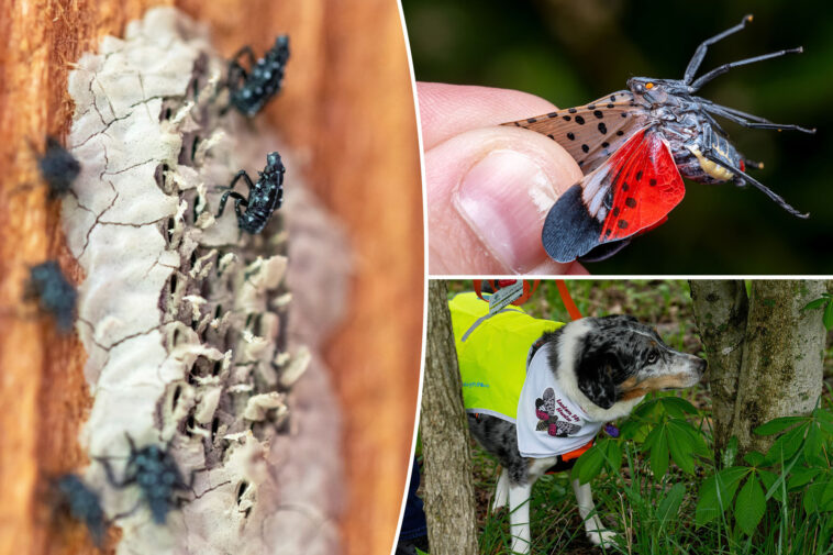 nyc-lanternfly-plague-set-to-rebound-after-dip-—-and-city-living-could-be-accelerating-spread