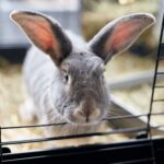 thug-arrested-for-stomping-his-girlfriend’s-two-month-old-rabbit-called-‘momo’-and-throwing-it-out-a-window