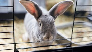 thug-arrested-for-stomping-his-girlfriend’s-two-month-old-rabbit-called-‘momo’-and-throwing-it-out-a-window